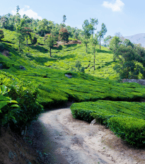 Munnar